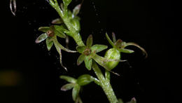 Image of Twayblade