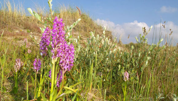 Image of Early marsh-orchid