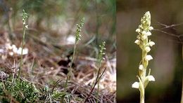 Image of Dwarf rattlesnake plantain (America)