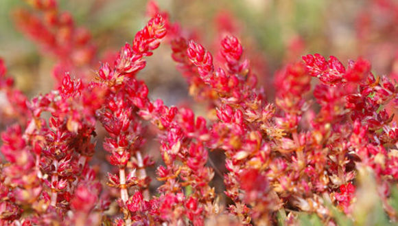 Crassula tillaea Lester-Garland resmi