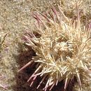 Image of green sea urchin