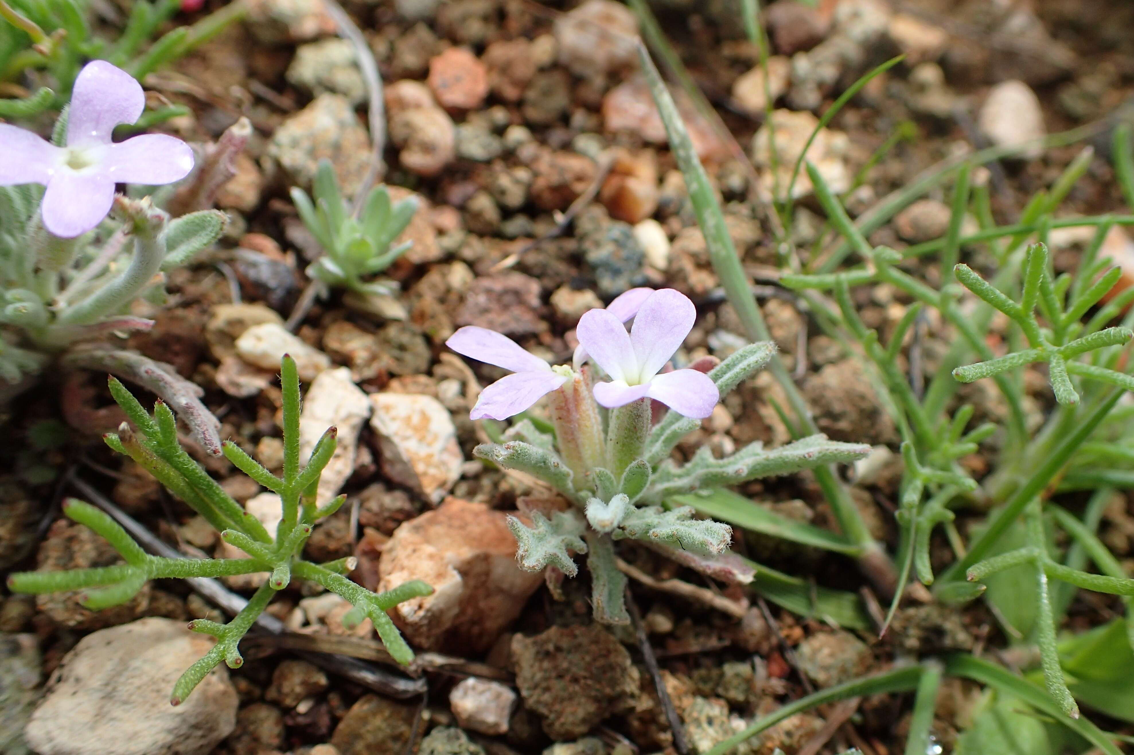 Plancia ëd Matthiola parviflora (Schousb.) W. T. Aiton