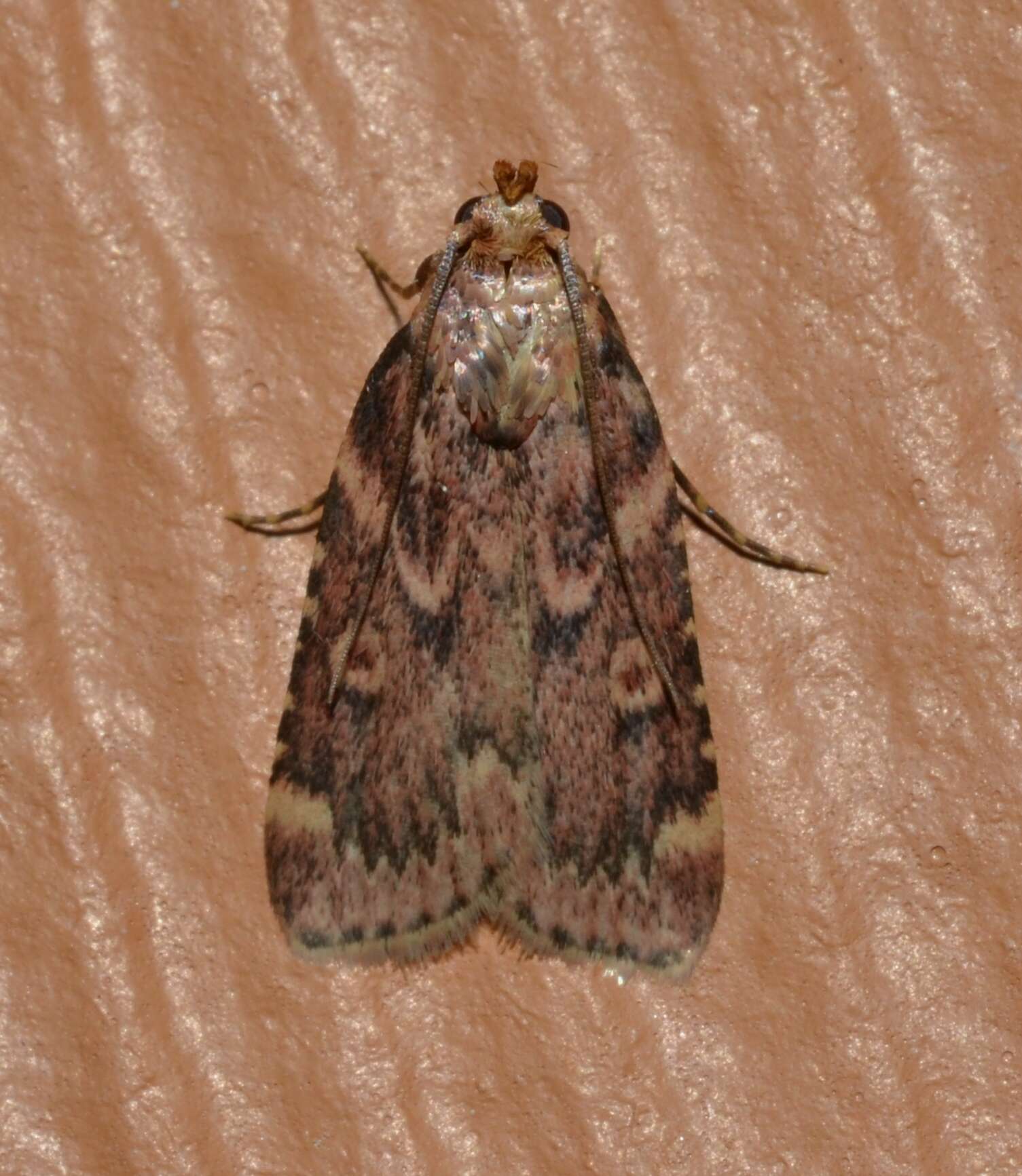 Image of Grease Moth