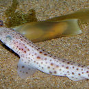 Plancia ëd Scyliorhinus canicula (Linnaeus 1758)