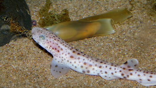 Image of Spotted cat sharks