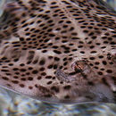 Image of Spotted Ray