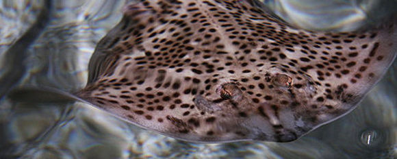 Image of Spotted Ray