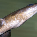 Image of European Eel