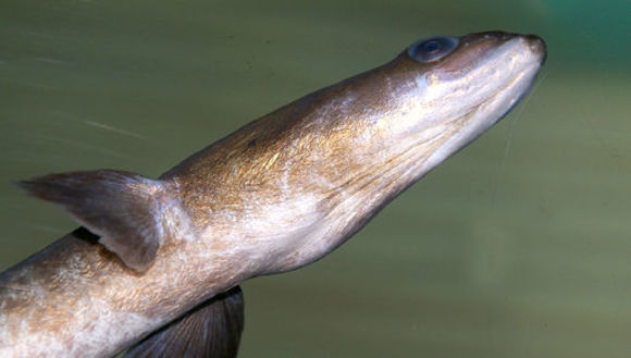 Image of Eel