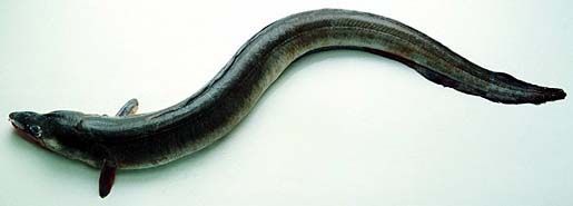 Image of Conger eel