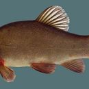 Image of Tench