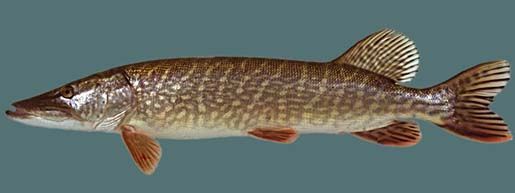 Image de Esox