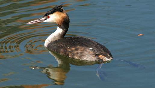 Image of Podiceps Latham 1787