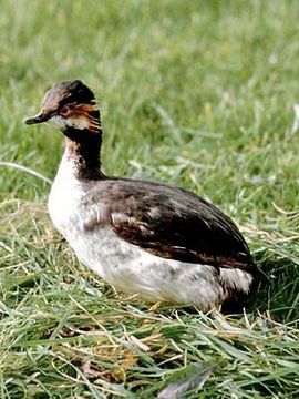 Image of Podiceps Latham 1787