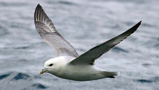 Image of Fulmar