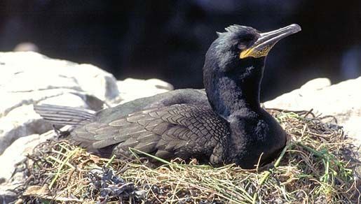 Image of European Shag