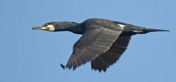 Image of Black Shag