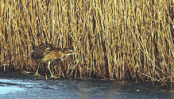 Image of great bittern, bittern