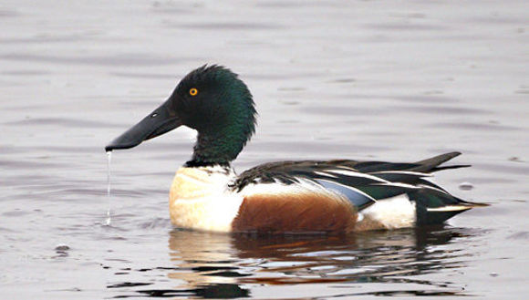 Image of Northern Shoveler