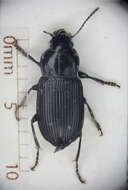 Image de Harpalus (Harpalus) attenuatus Stephens 1828