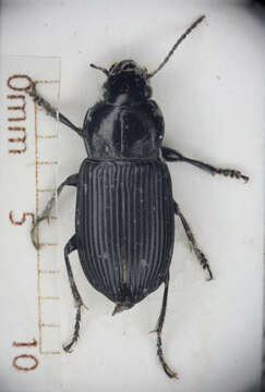 Sivun Harpalus (Harpalus) attenuatus Stephens 1828 kuva