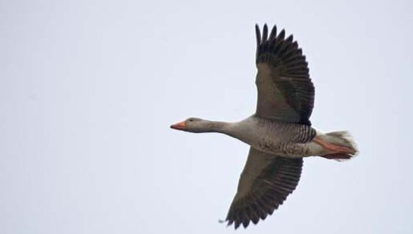 Image of Greylag Goose