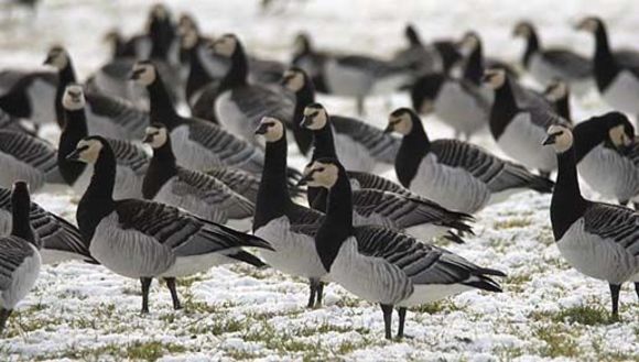 Image of Hawaiian goose