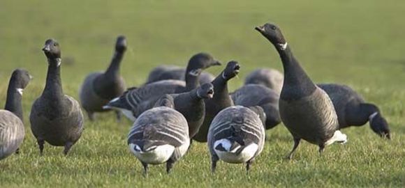 صورة Branta bernicla bernicla (Linnaeus 1758)