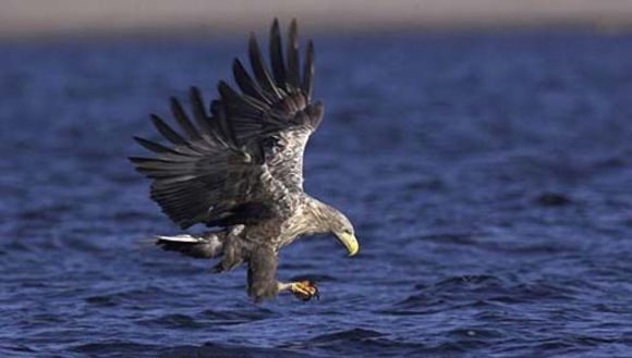 Image of White-tailed Eagle