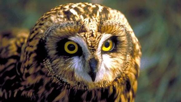 Image of Short-eared Owl