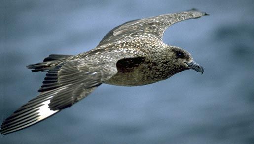 Image of skuas