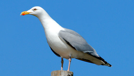 Image of European Herring Gull