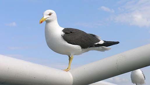 Image of Lesser Black-backed Gull