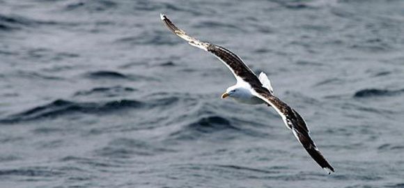 Image of Great Black-backed Gull