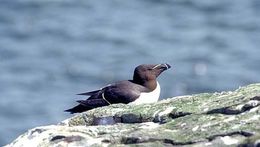 Image of Lesser auk