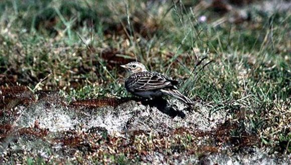 Image of Skylark