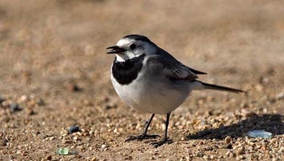 Image of Pied Wagtail and White Wagtail