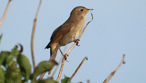 Image of nightingale, common nightingale