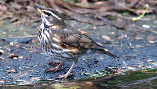 Image of Redwing