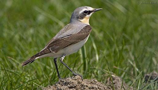 Image of European Wheatear