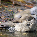 Image of Blackcap