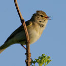 Image of Willow Warbler