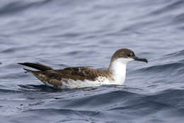 Image of Great Shearwater