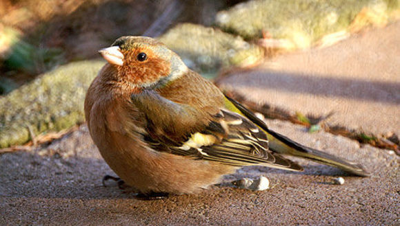 Image of Fringilla Linnaeus 1758