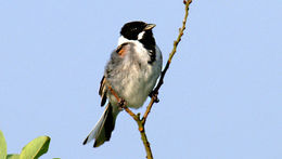 Image of Emberiza Linnaeus 1758