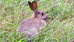 Image of Oryctolagus Lilljeborg 1873