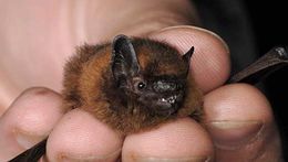 Image of pipistrelle, common pipistrelle