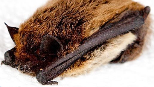 Image of whiskered bat, european whiskered bat