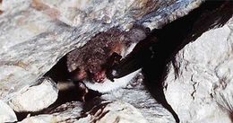 Image of Natterer's Bat