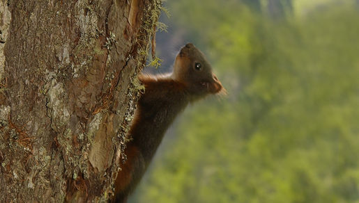 Image de écureuil, écureuil rouge